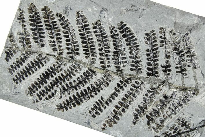 Carboniferous Fossil Fern (Pseudomariopteris) - France #378106